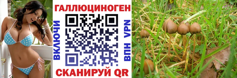 где продают   Олонец  Псилоцибиновые грибы Cubensis 